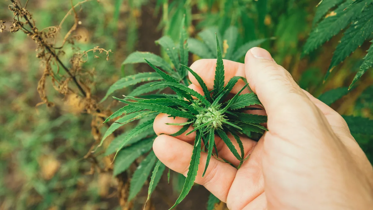 THC afeta memória, cognição e coordenação motora, aponta neurobiologia