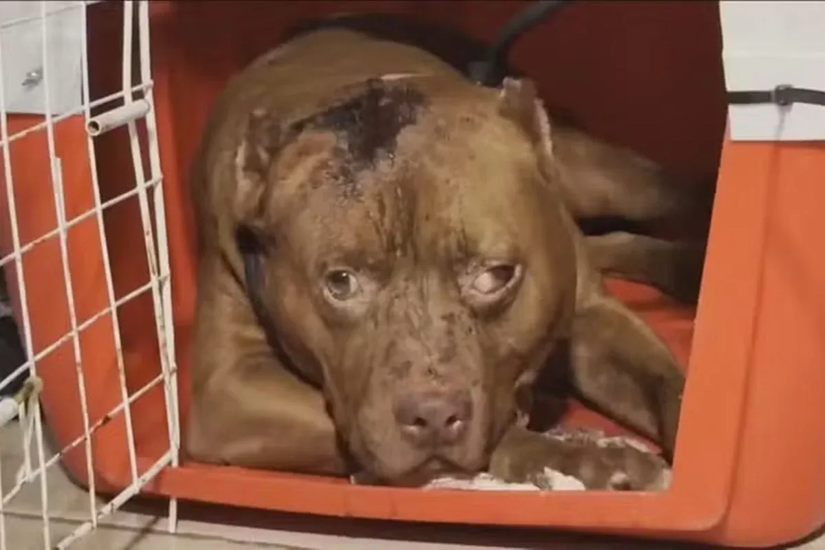 Tutor é preso após morte de criança atacada por cachorro no Rio