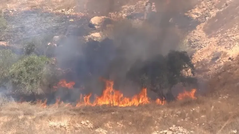 Incêndio atinge oliveiras em Burqa, na Cisjordânia