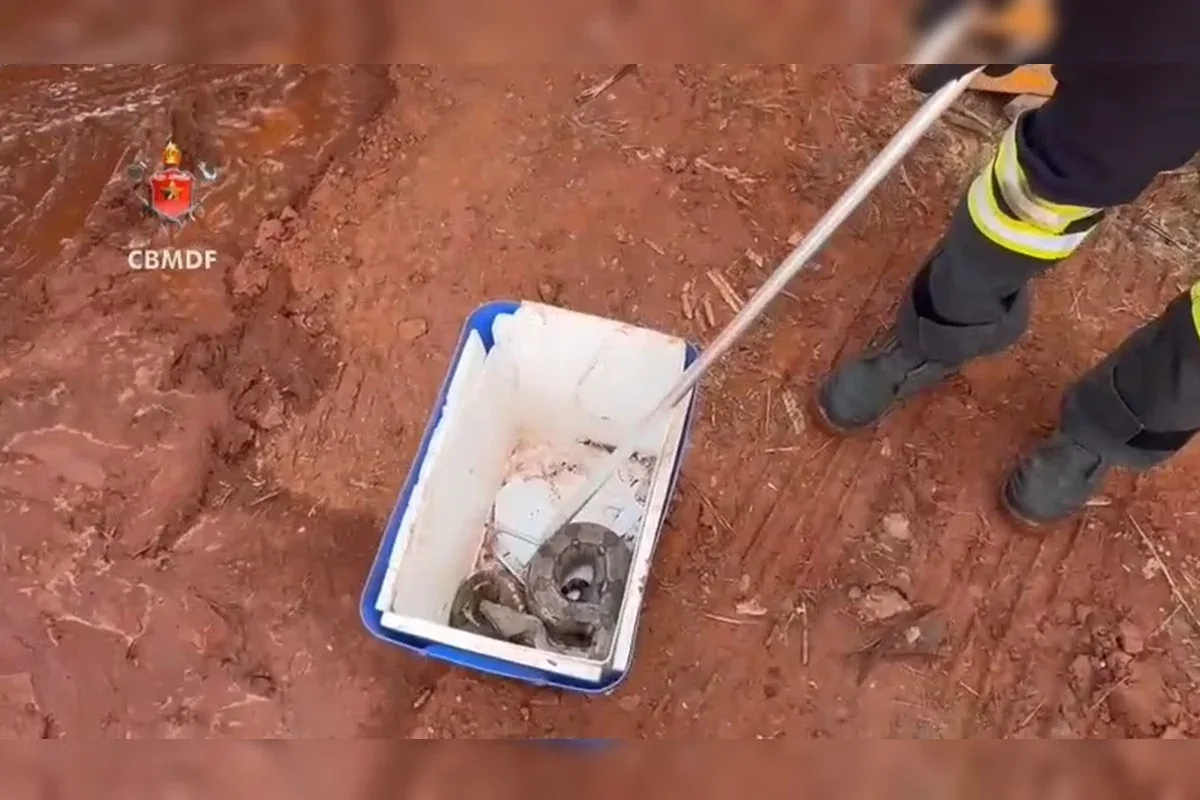 Hospital amplia equipe para atender fauna afetada pela estiagem no DF