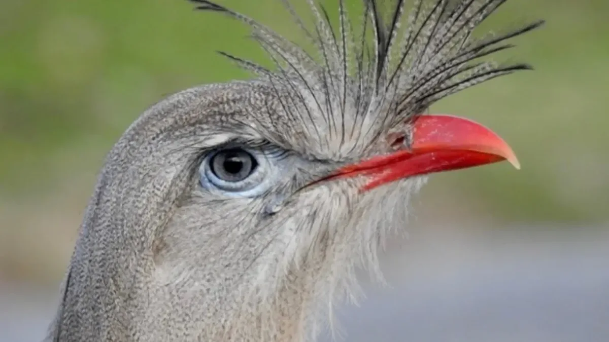 Aves brasileiras passam de 120 decibéis em estudo sobre cantos extremos
