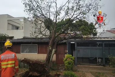Chuva derruba três árvores e causa danos materiais no Distrito Federal