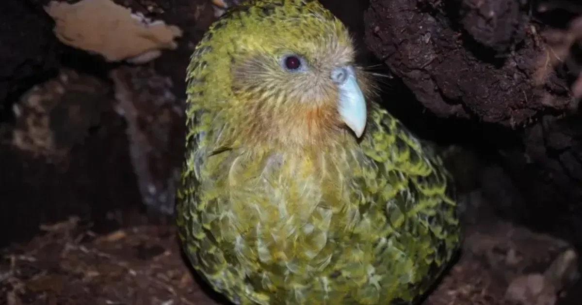 Kākāpō chega a 325 aves após recorde de filhotes sobreviventes