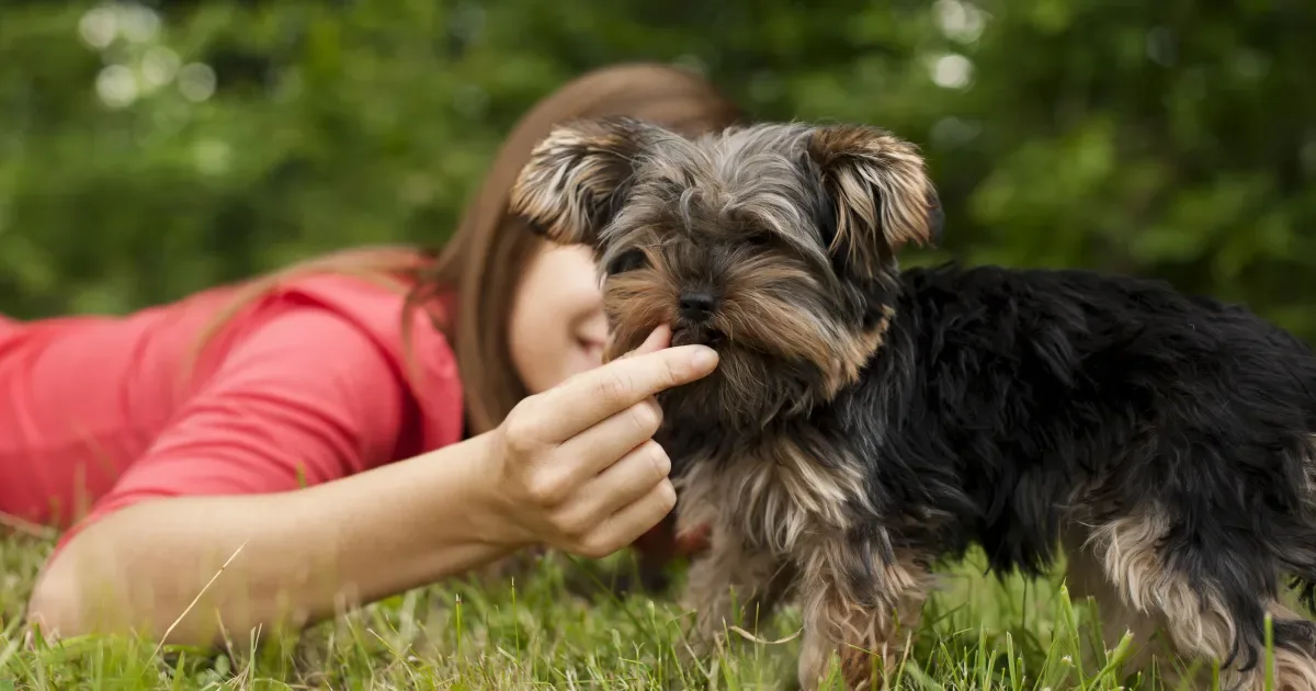 Ração brasileira para cães trata doença hepática e pode ser usada por filhotes