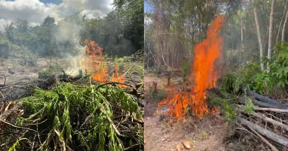 Ação da PF localiza duas roças e destrói estruturas de cultivo no Pará