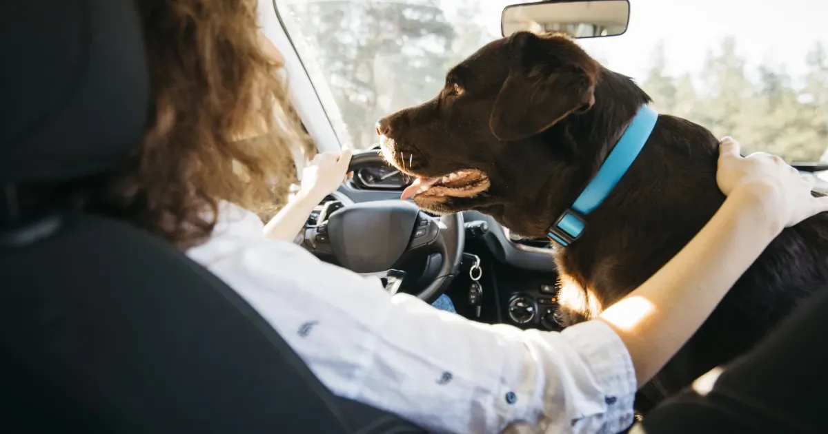 Cuidados essenciais para viajar com cães e gatos nas férias