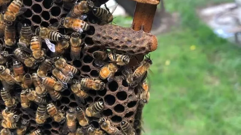 Abelhas africanizadas surgiram após fuga de colônias em experimento no interior paulista