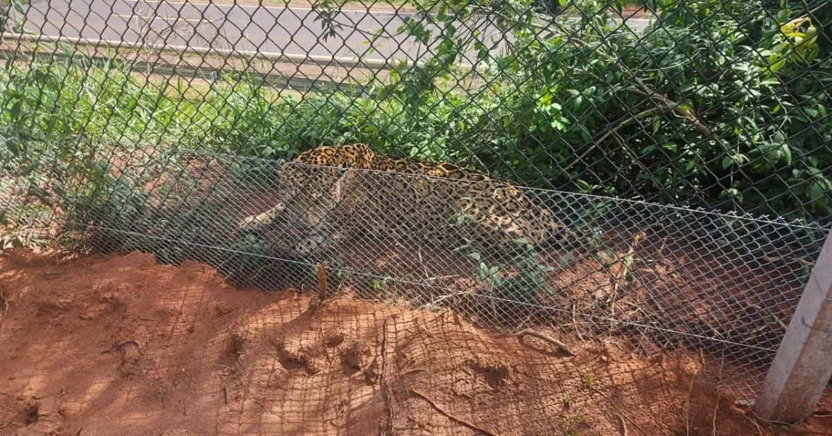 Onça-pintada é resgatada após ficar exausta às margens da SP-613