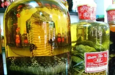 Como o vinho de cobra é preparado e por que virou atração turística