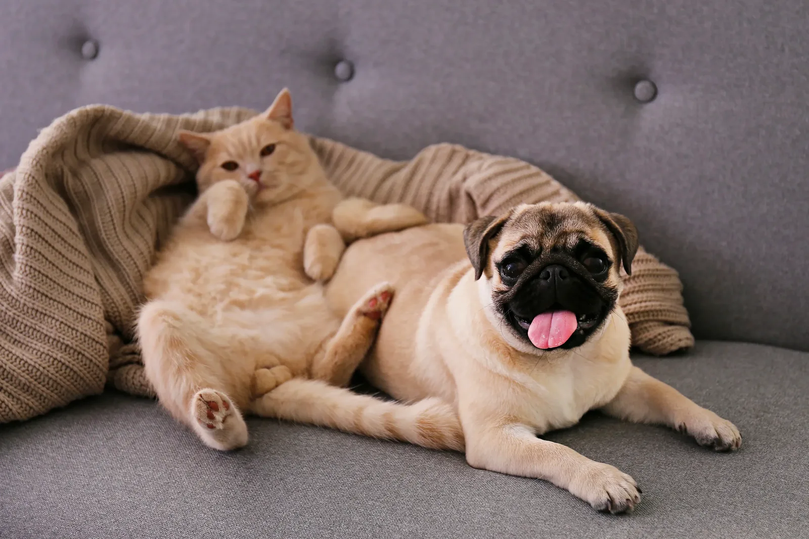 Como escolher um nome para cachorra ou gata: 50 ideias de inspiração
