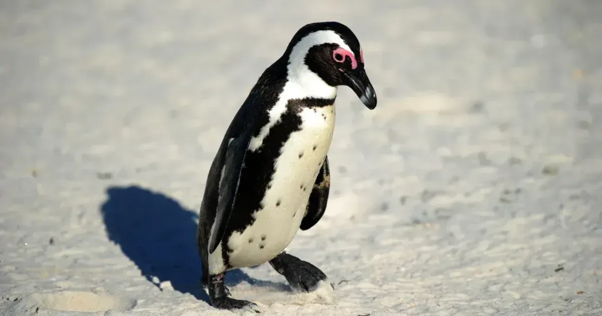 Satélites identificam mudanças na dieta de pinguins pela cor dos resíduos