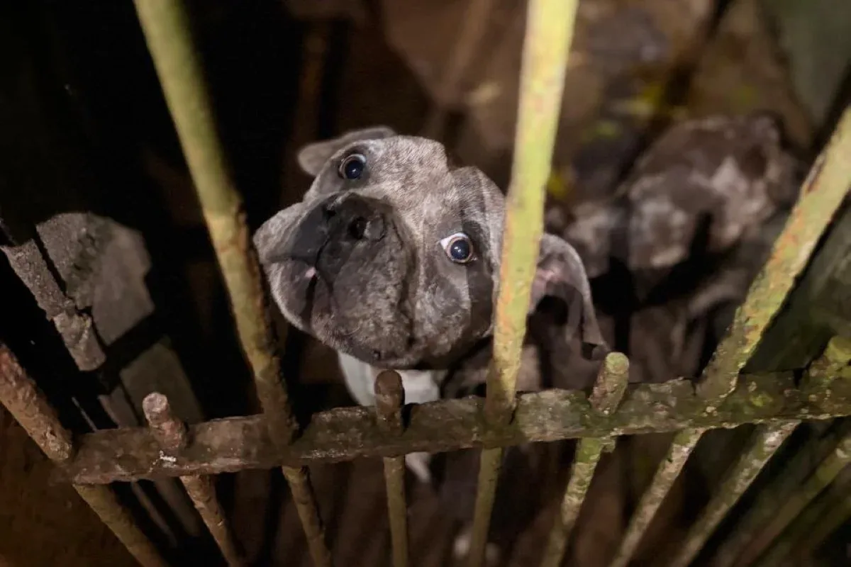 Belo Horizonte cobrará de condenados custos com animais vítimas de maus-tratos