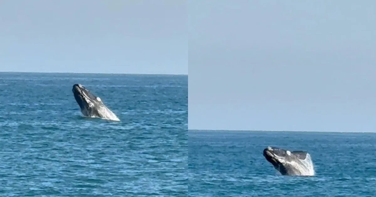 Instituto explica possíveis motivos para salto de baleia no Leblon