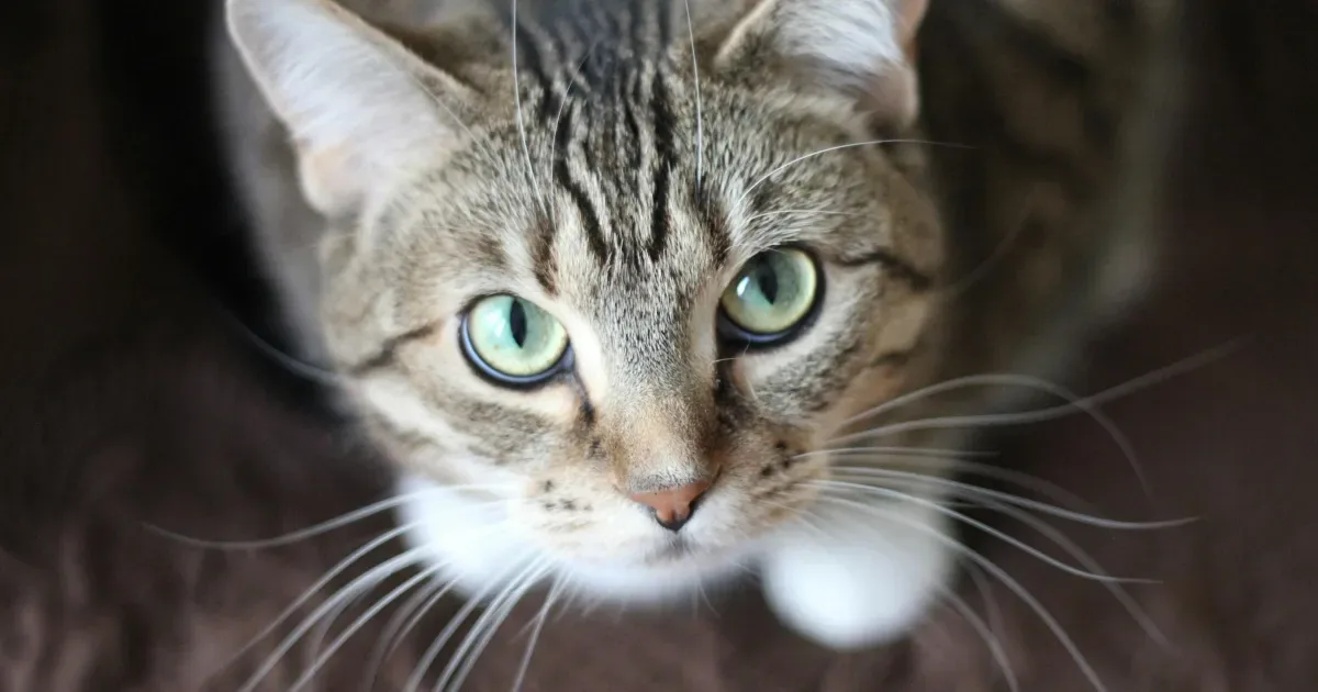 Bigodes são um dos primeiros sentidos usados pelos gatos ao nascer