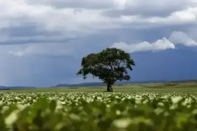 Drones ajudam a conter avanço do araçá vermelho invasor no Havaí