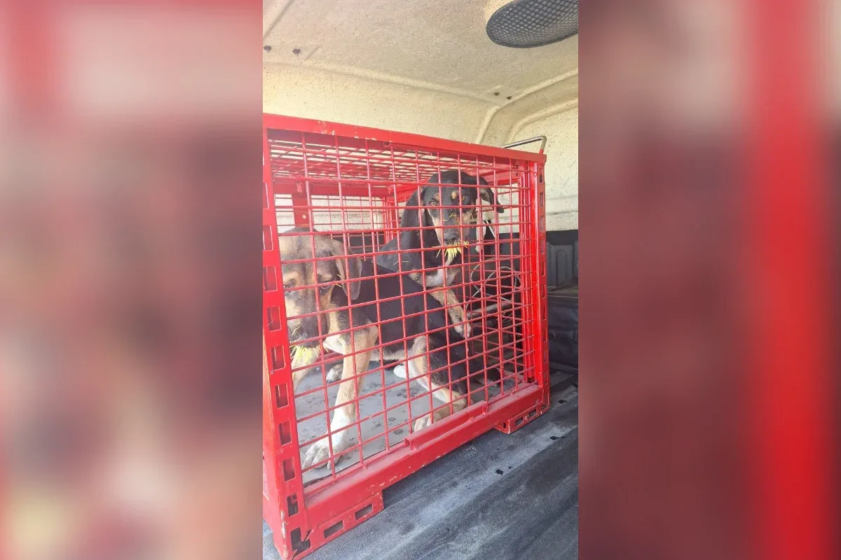 Três cães acabam com espinhos na boca após encontro com ouriço em Formiga