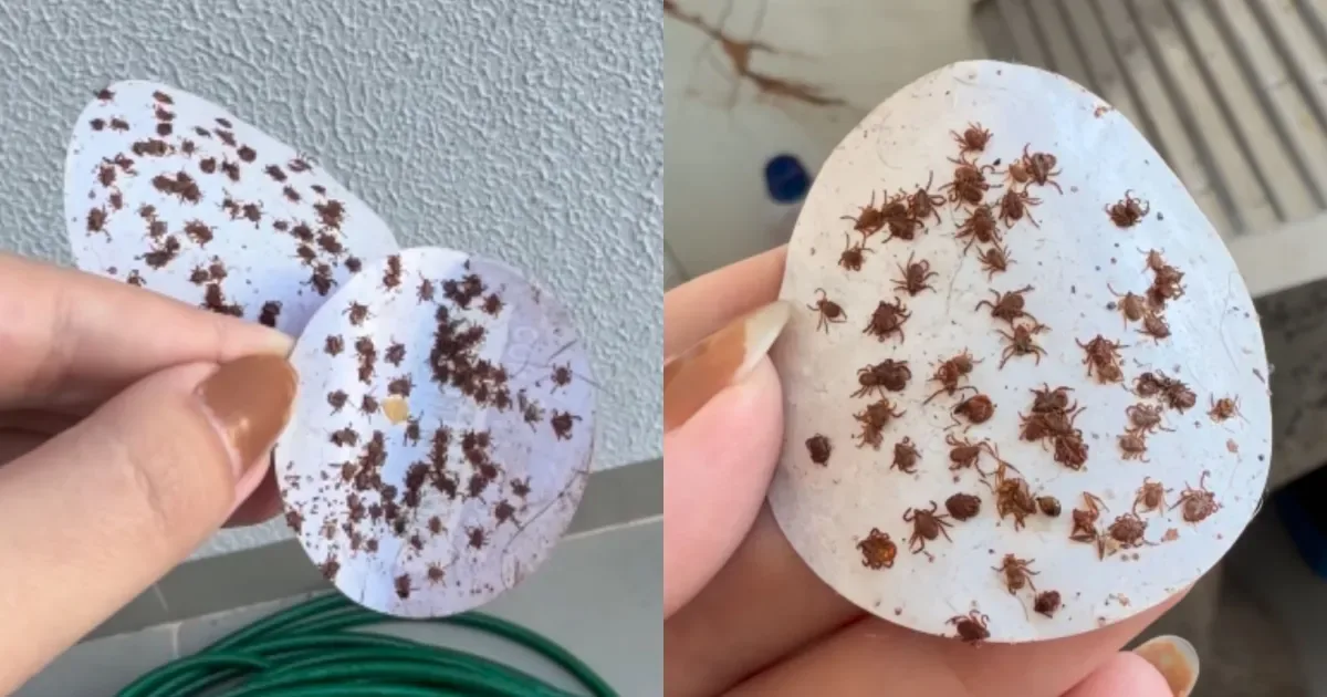 Infestação de carrapatos em casa é controlada após novo tratamento