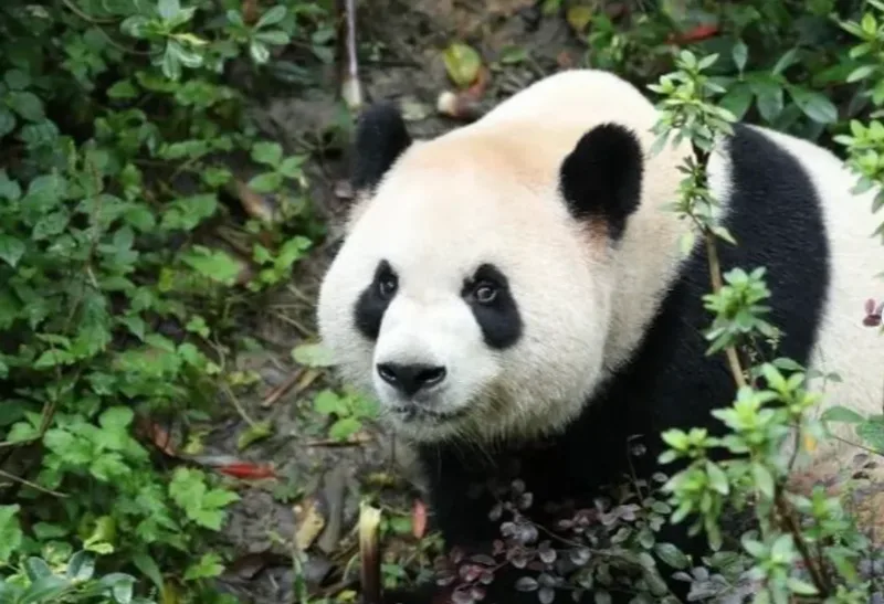 Pandas enviados pela China chegam ao Zoológico de Atlanta