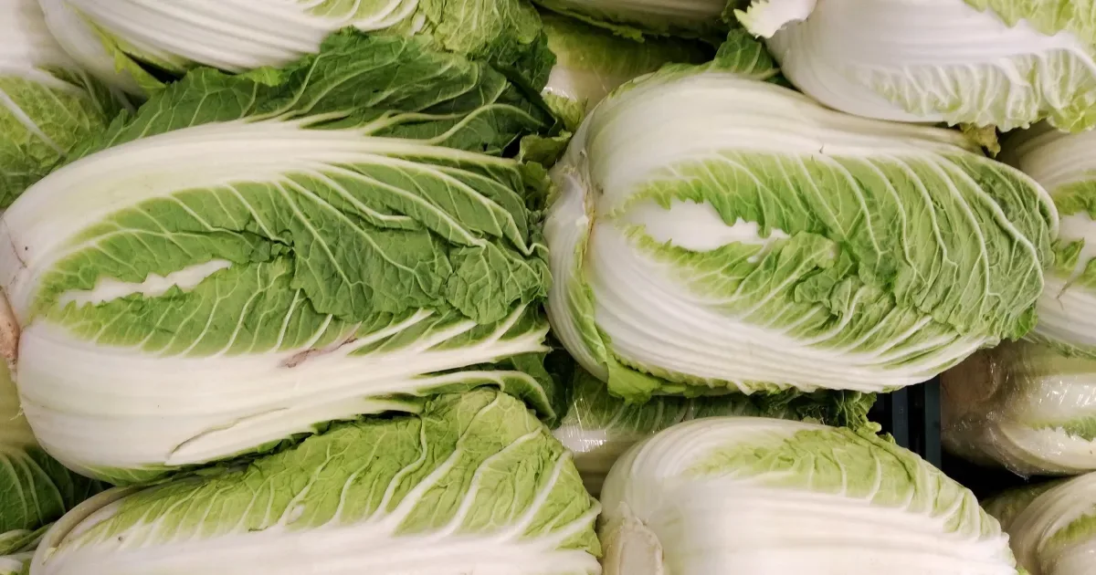 Bok choy: veja os nutrientes e formas de preparar a acelga chinesa