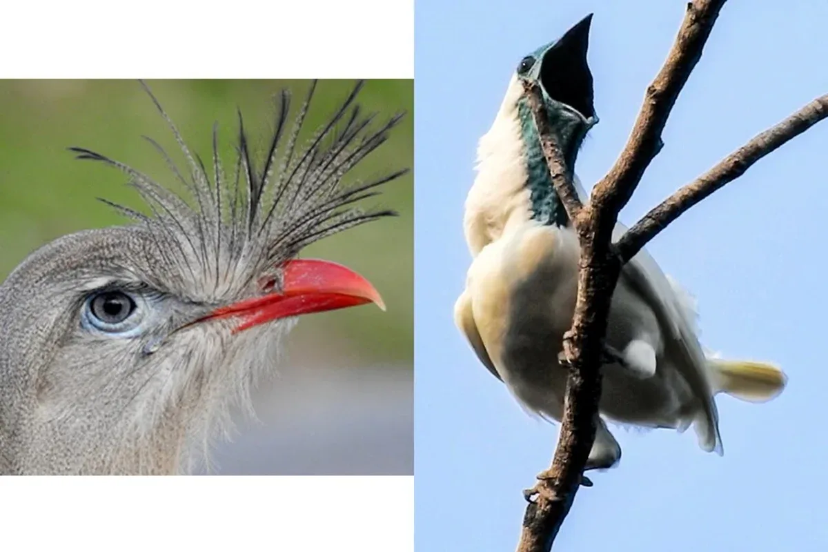 Aves brasileiras estão entre as mais altas do mundo, aponta estudo