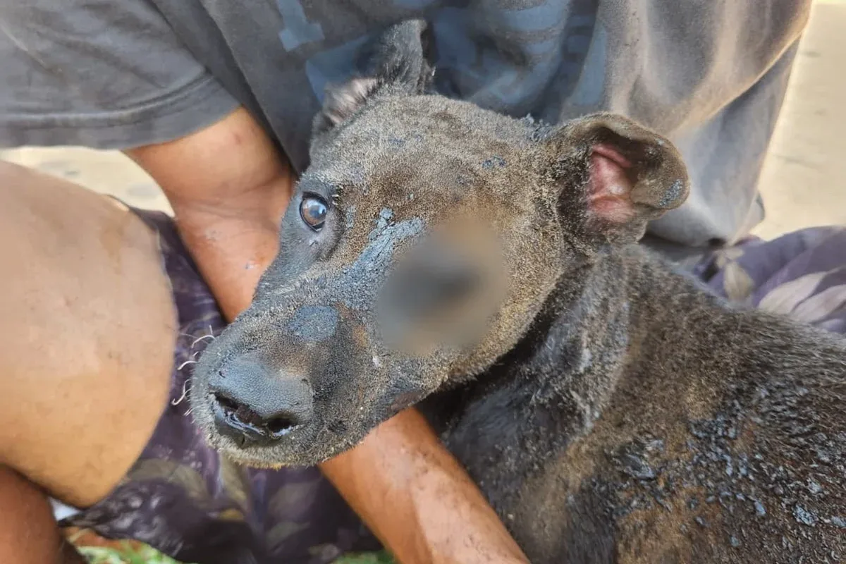 Cachorro é resgatado de barraco incendiado e mulher é presa no DF