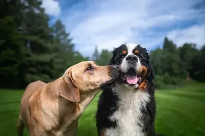 Cão de estimação pode entrar no local de votação? TSE define regra para cão-guia