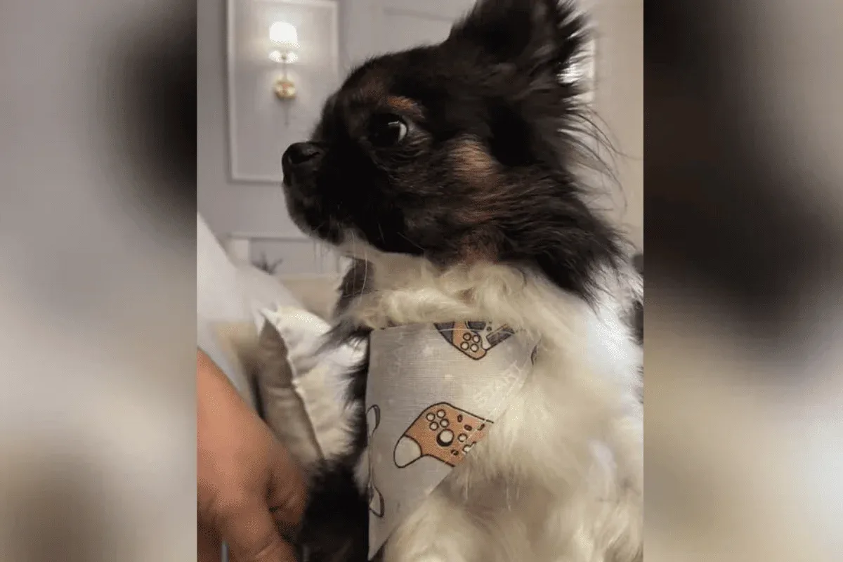 Cão morre e tutor fica ferido após ataque durante passeio em Mongaguá