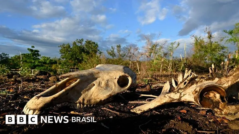 Seca associada ao El Niño agrava fome e perdas agrícolas na América Central