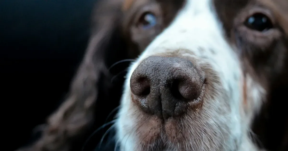 Como ajustar a alimentação de cães idosos e preservar a saúde do pet