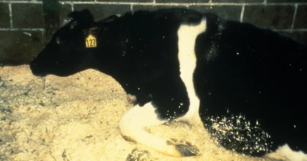 Vaca louca: como a doença afeta bovinos e quais são os riscos para humanos
