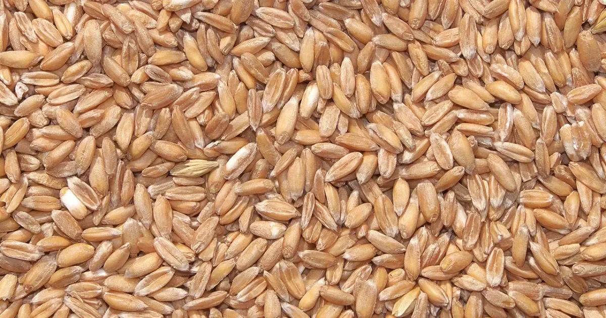 Espelta combina fibras, proteínas e minerais, mas não é indicada para celíacos