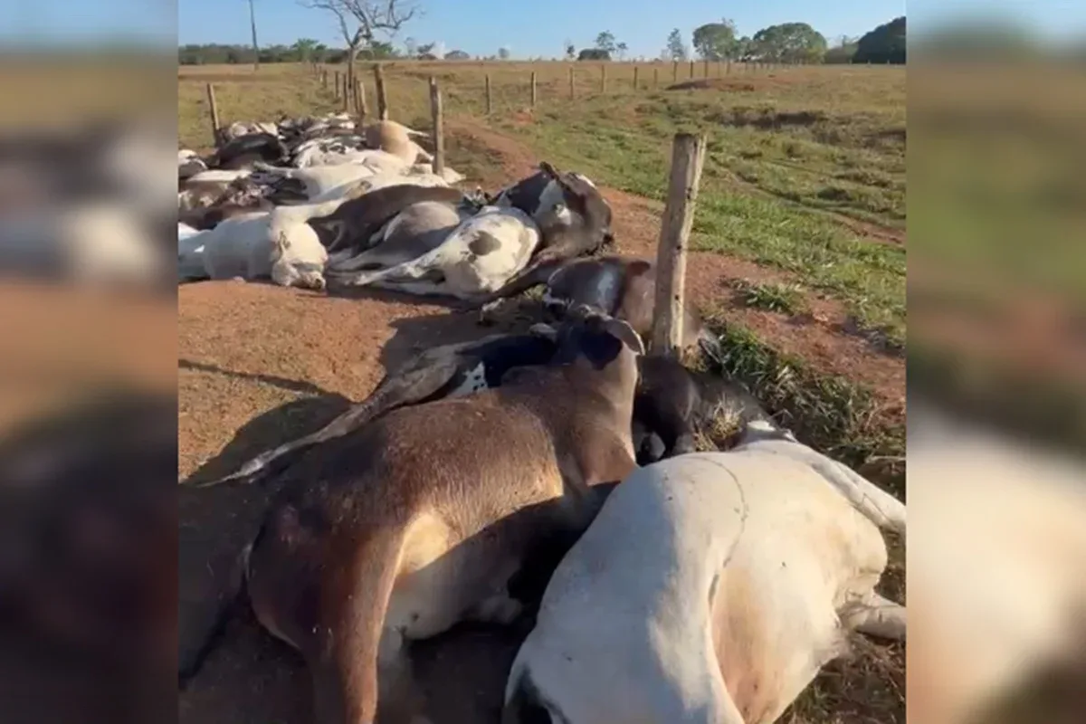Descarga elétrica mata 62 bois e causa prejuízo de R$ 223 mil em Goiás
