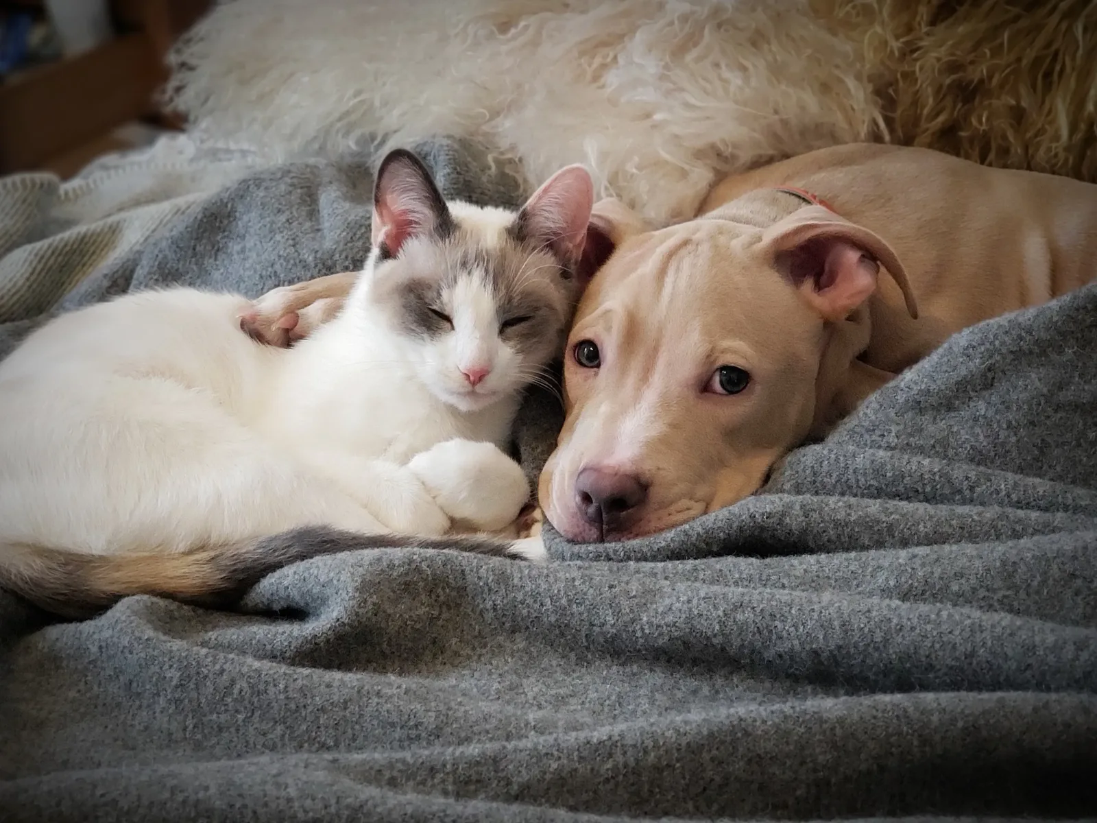 50 ideias de nomes para cachorros e gatos machos
