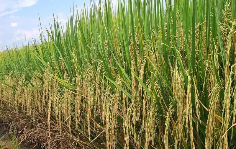 Conab poderá usar até R$ 500 milhões para comprar arroz