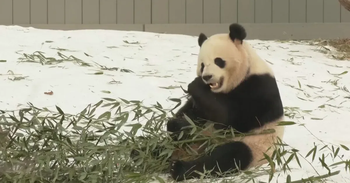 Pandas Ping Ping e Fu Shuang chegam a Atlanta para viver no zoológico