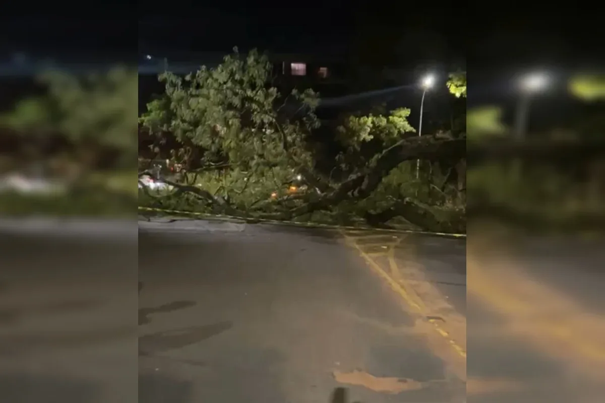 Idosa não se fere após árvore atingir veículo na quadra 312