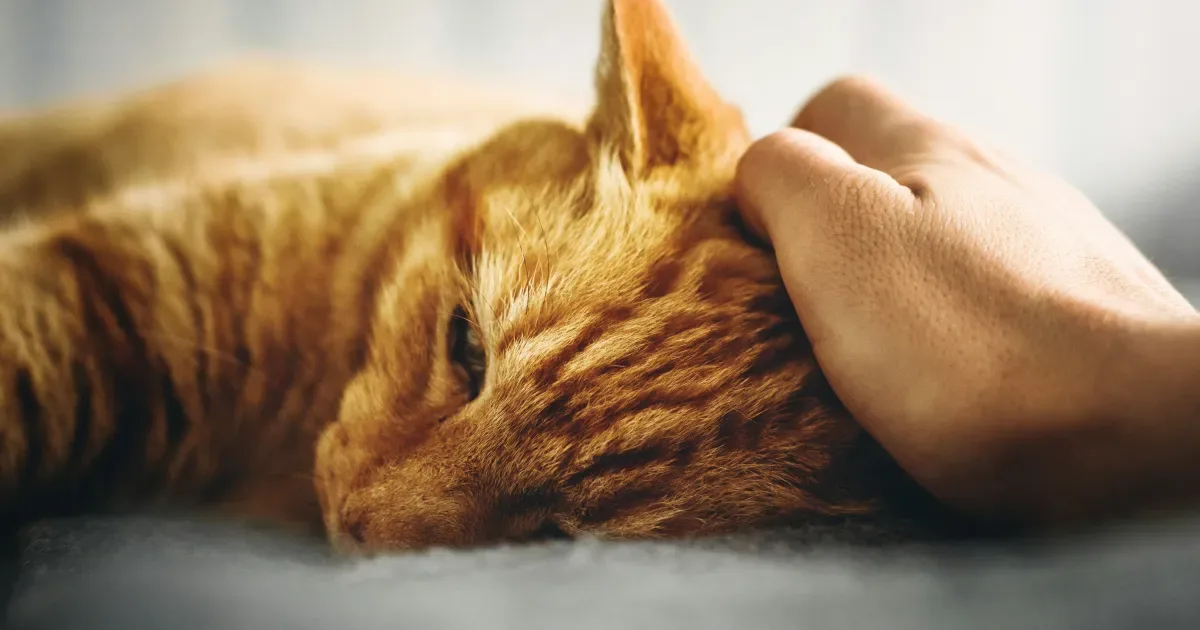 Febre em gatos: sinais, cuidados e quando procurar o veterinário