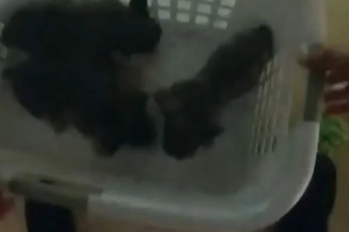 Policiais resgatam sete cães de casa em chamas na Flórida