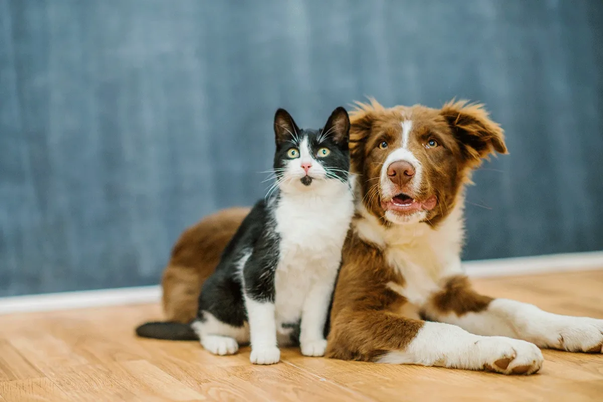 Dia Mundial dos Animais destaca cuidado e inspira posts com pets