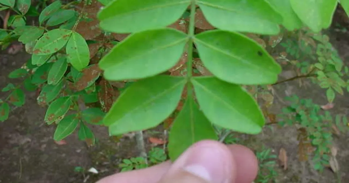 Chá de jaborandi: preparo, propriedades e usos da planta